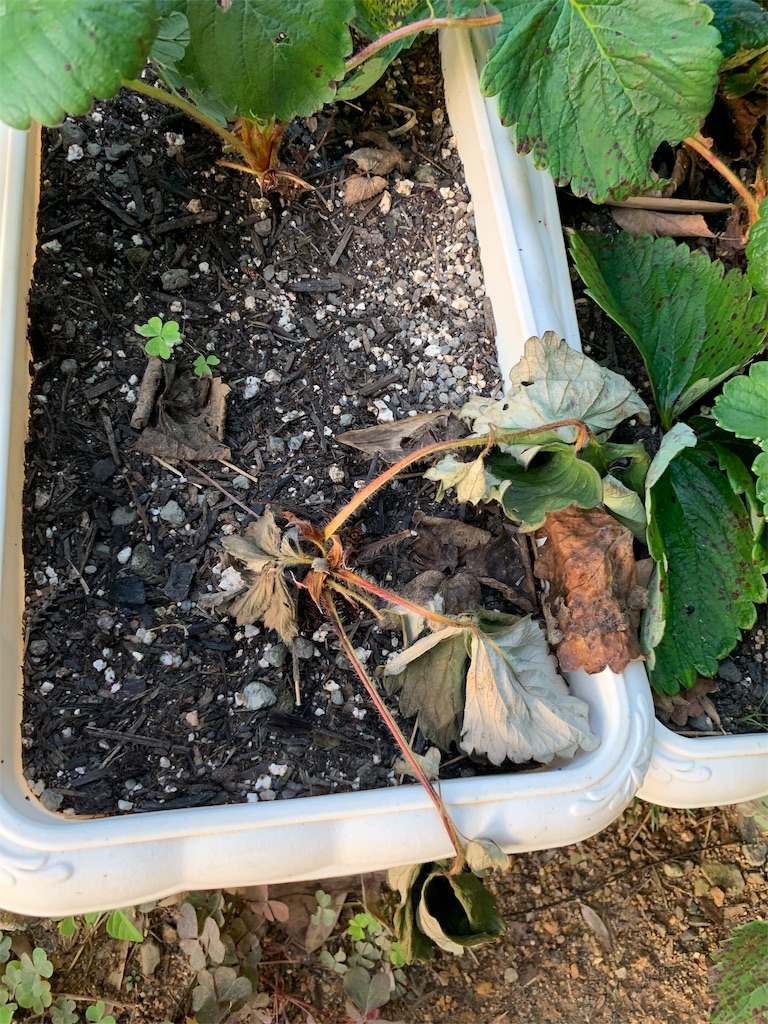 f:id:sakana78:20191018185842j:image f:id:sakana78:20191018185842j:image