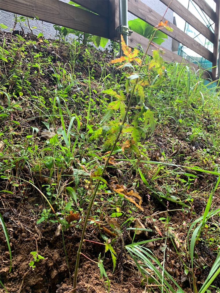 f:id:sakana78:20191019162017j:image