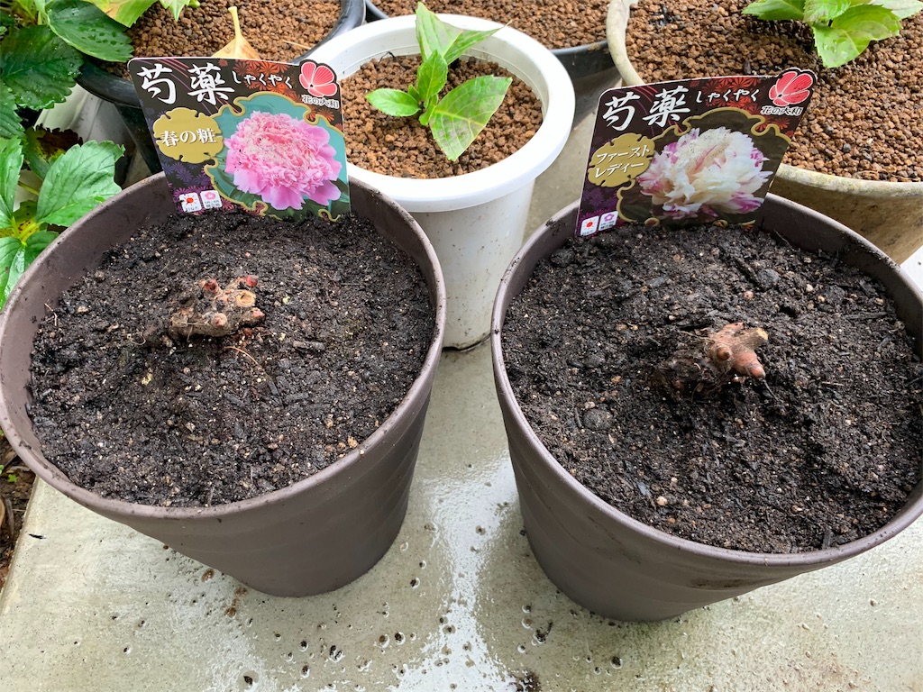 f:id:sakana78:20191021210942j:image