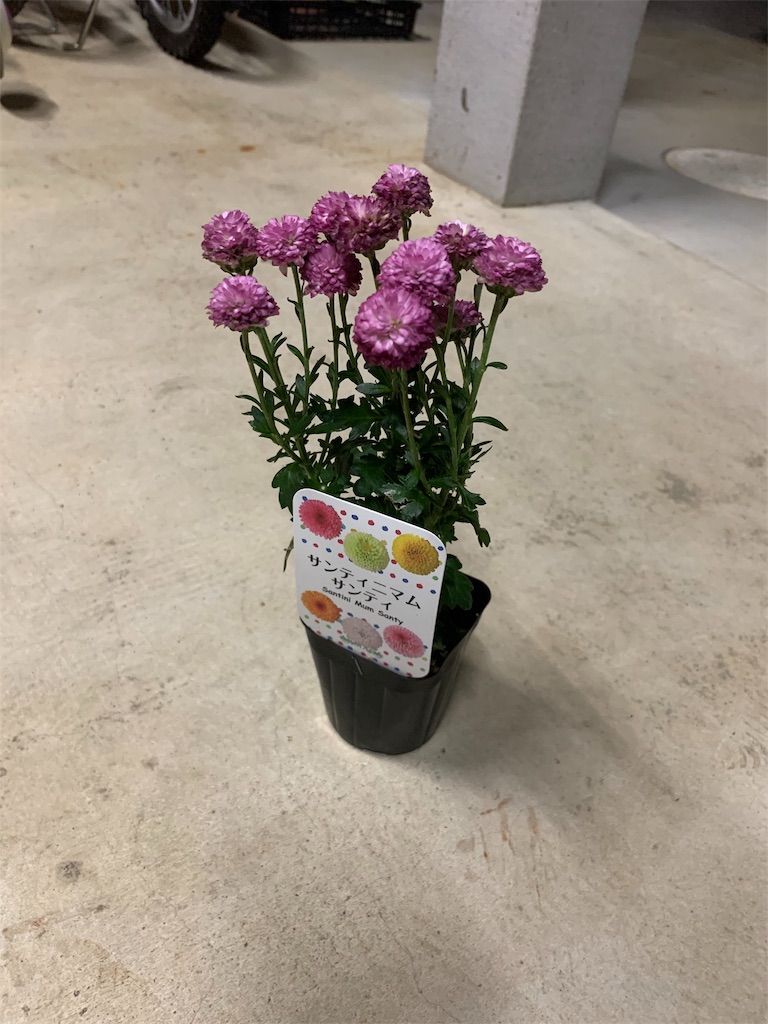 f:id:sakana78:20191023205236j:image