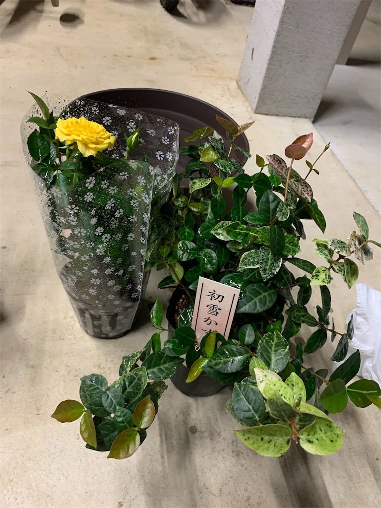 f:id:sakana78:20191023205251j:image