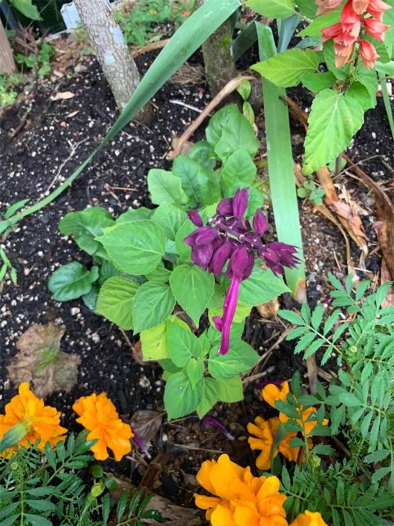 f:id:sakana78:20191024211233j:image