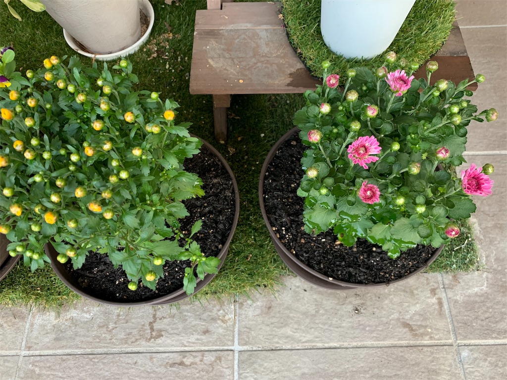f:id:sakana78:20191025124552j:image f:id:sakana78:20191025124552j:image