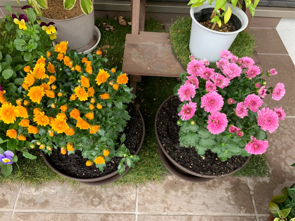f:id:sakana78:20191025124649j:image f:id:sakana78:20191025124649j:image