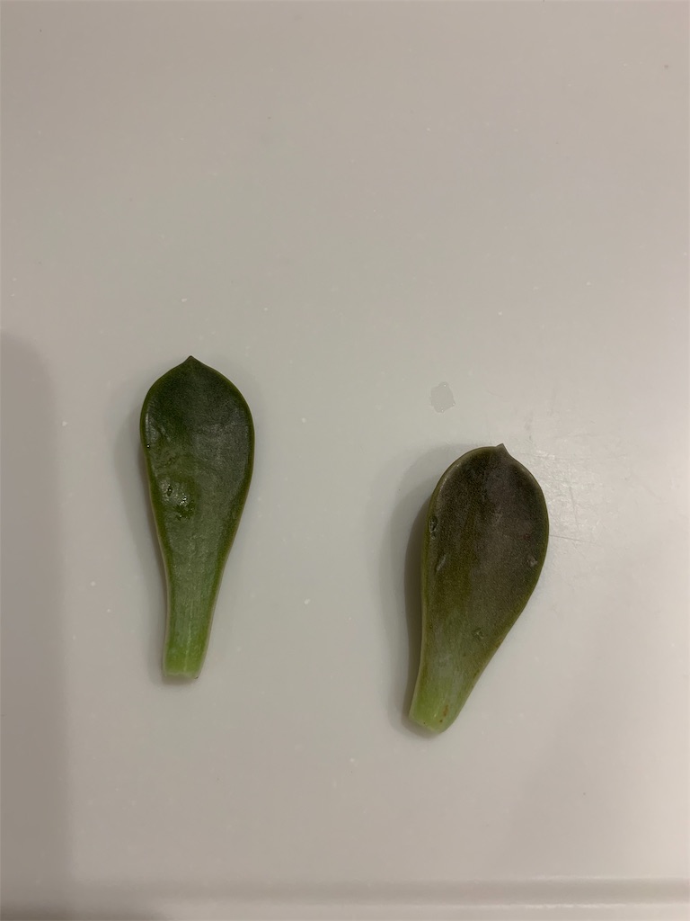 f:id:sakana78:20191026201733j:image