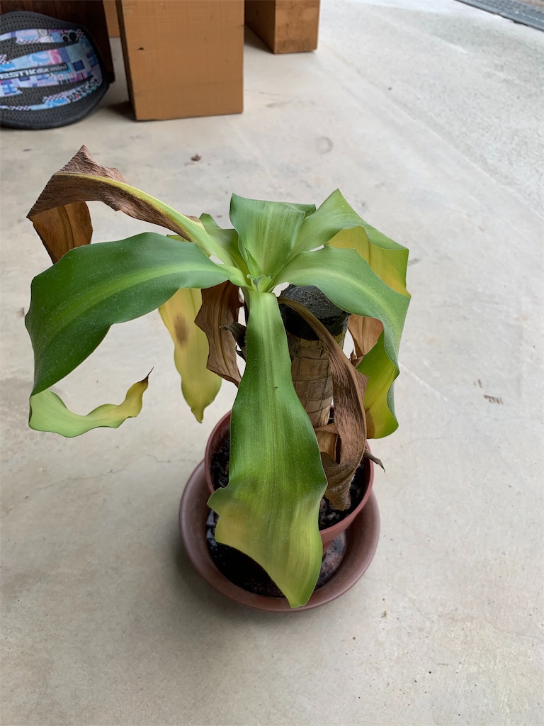 f:id:sakana78:20191027161226j:image f:id:sakana78:20191027161226j:image