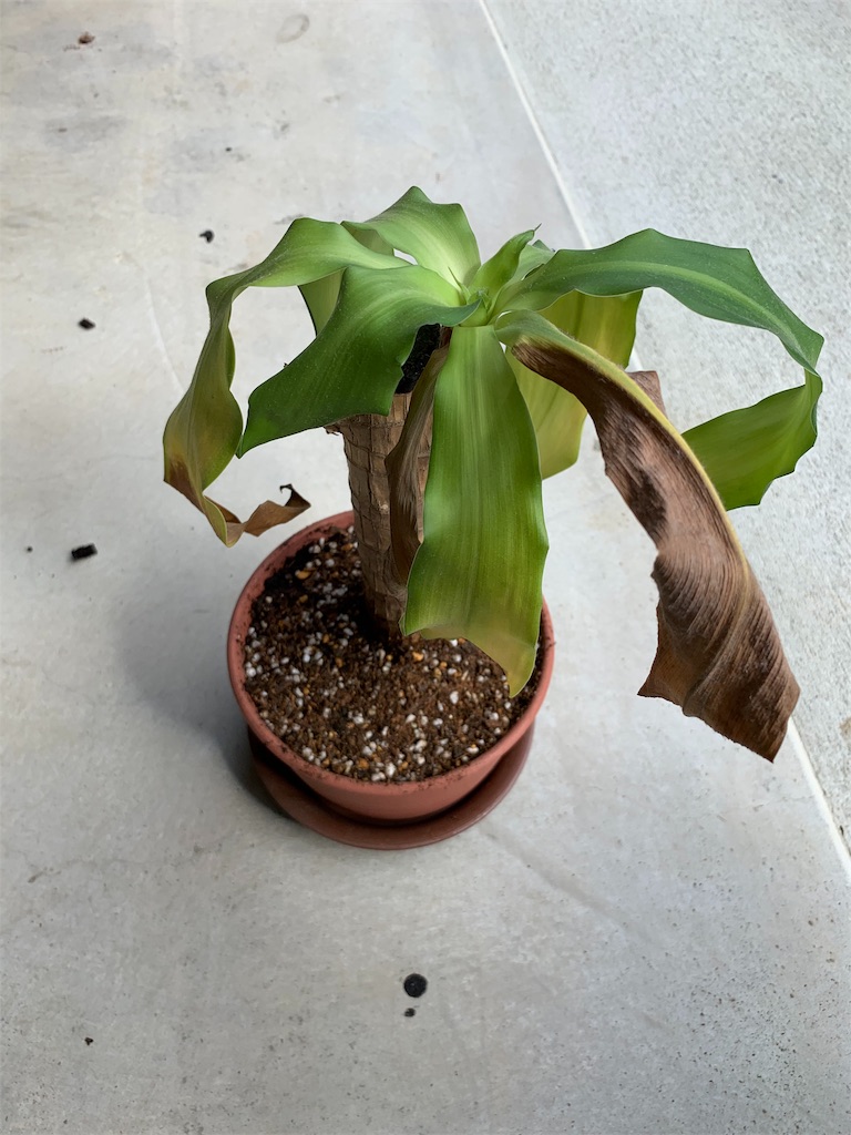f:id:sakana78:20191027161801j:image f:id:sakana78:20191027161801j:image