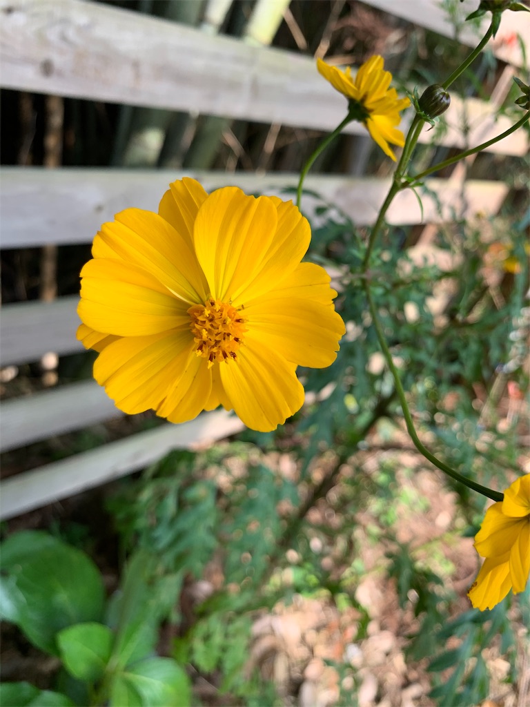 f:id:sakana78:20191028220858j:image