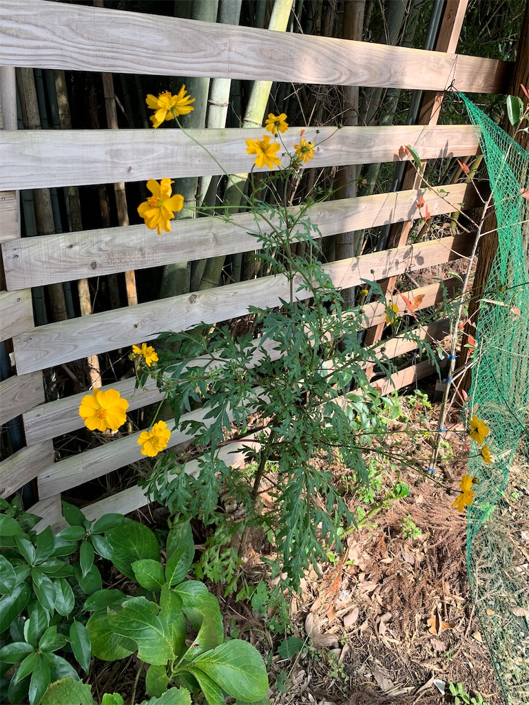 f:id:sakana78:20191028220914j:image
