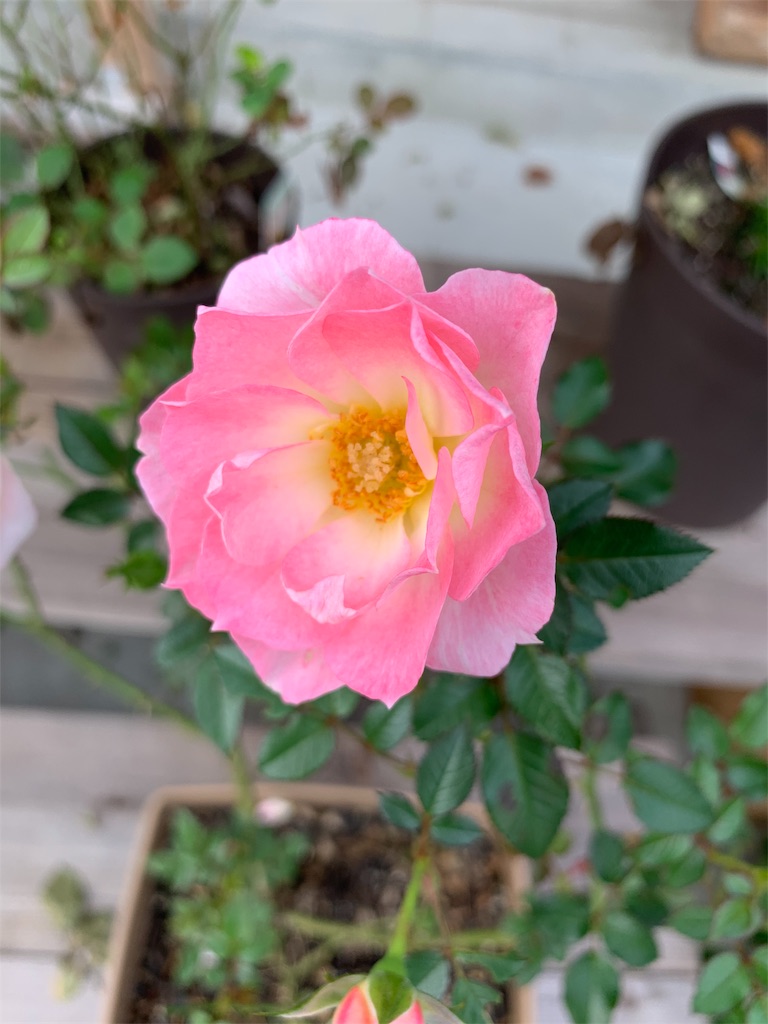 f:id:sakana78:20191030193204j:image