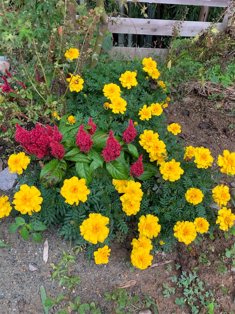 f:id:sakana78:20191031203148j:image f:id:sakana78:20191031203148j:image