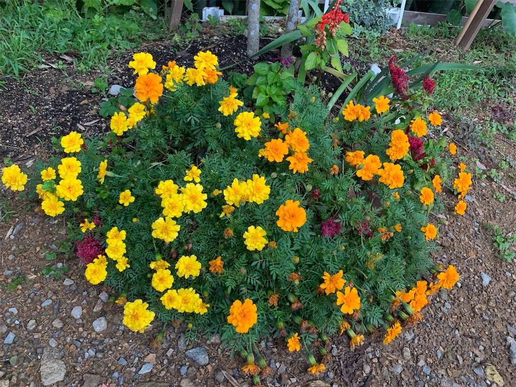 f:id:sakana78:20191031203206j:image f:id:sakana78:20191031203206j:image