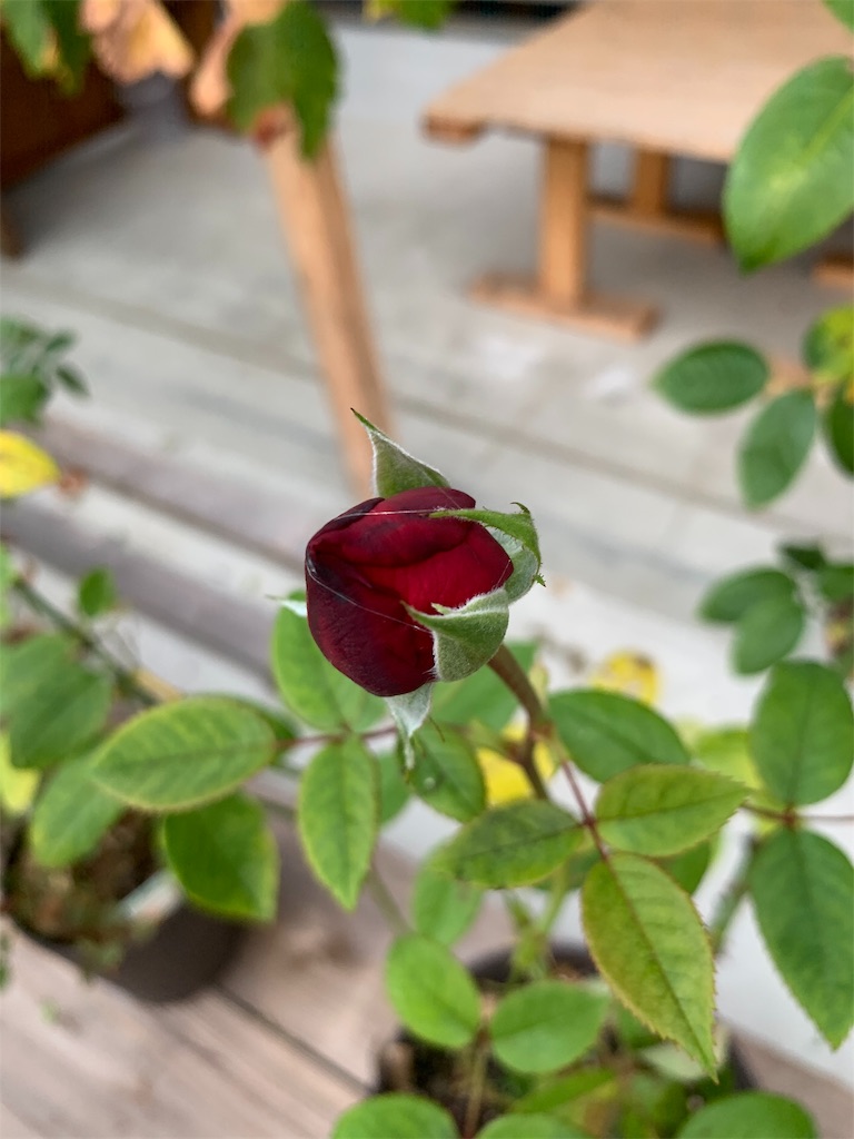 f:id:sakana78:20191101214848j:image f:id:sakana78:20191101214848j:image