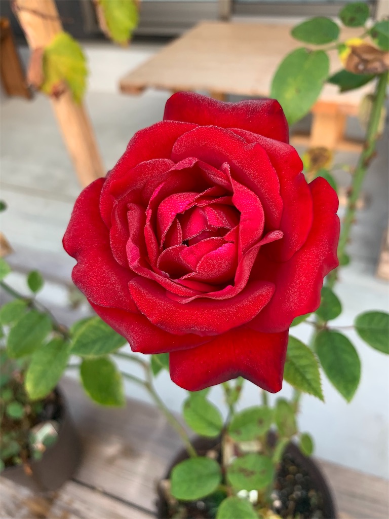 f:id:sakana78:20191105221318j:image