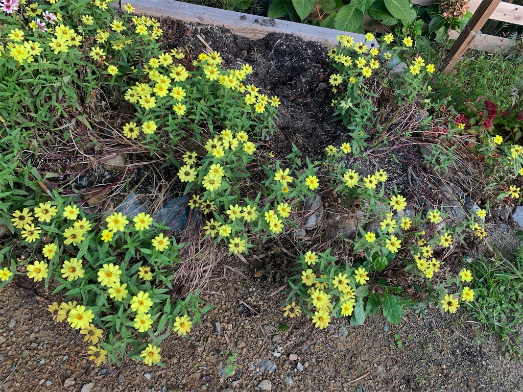 f:id:sakana78:20191108192559j:image