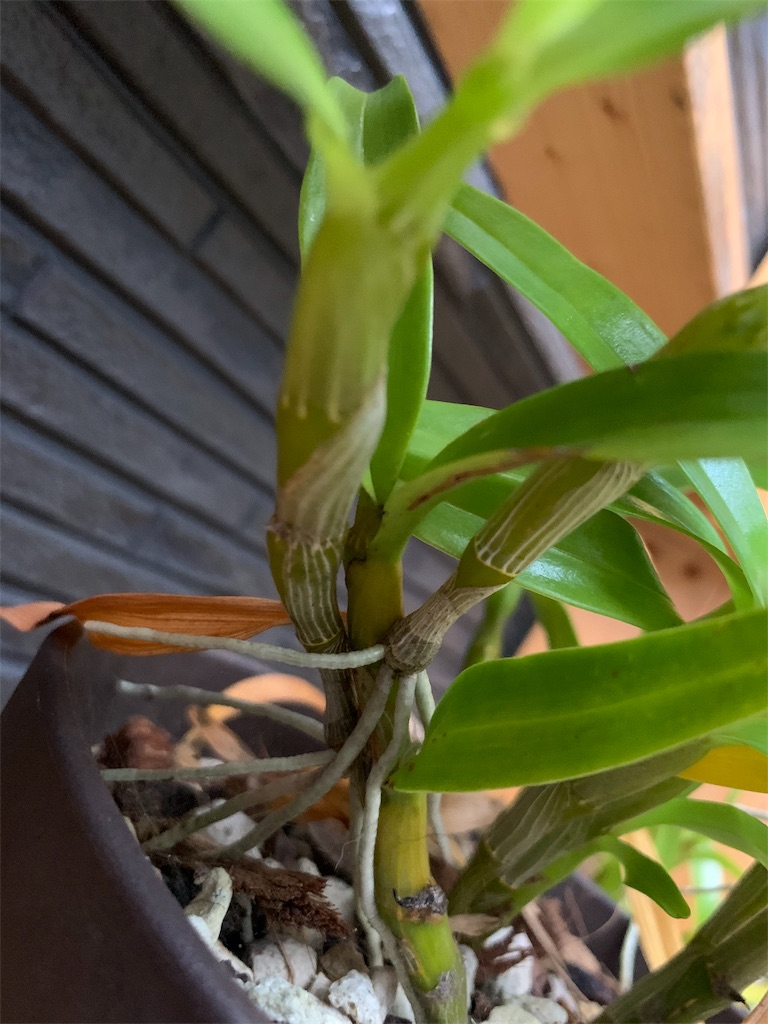 f:id:sakana78:20191112230535j:image f:id:sakana78:20191112230535j:image