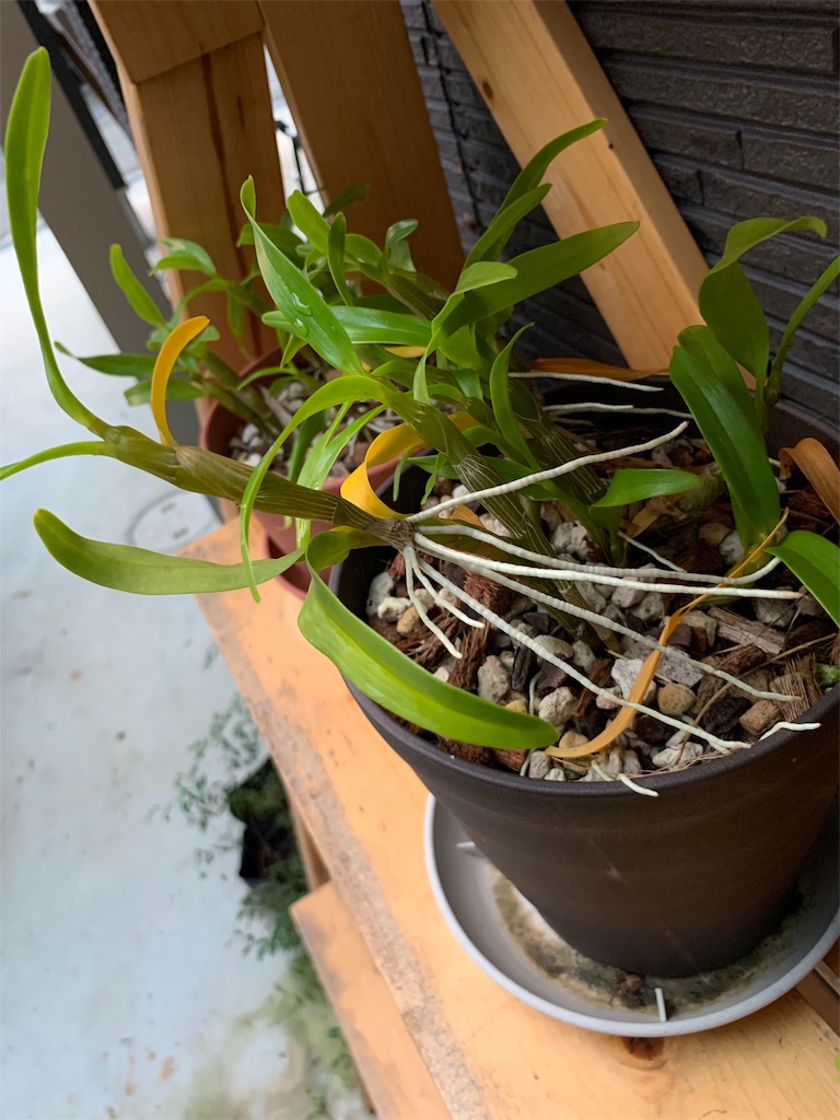 f:id:sakana78:20191112230538j:image f:id:sakana78:20191112230538j:image