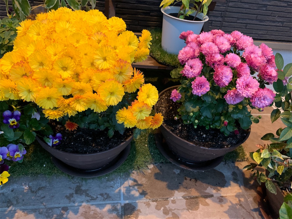 f:id:sakana78:20191114202618j:image