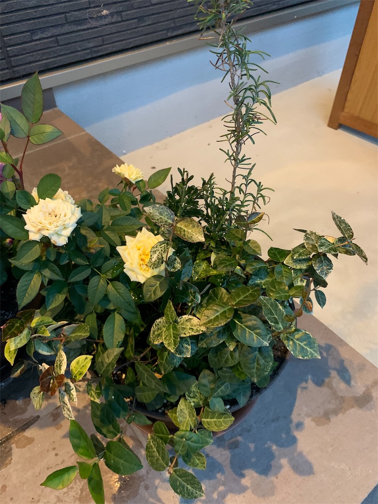 f:id:sakana78:20191114202630j:image