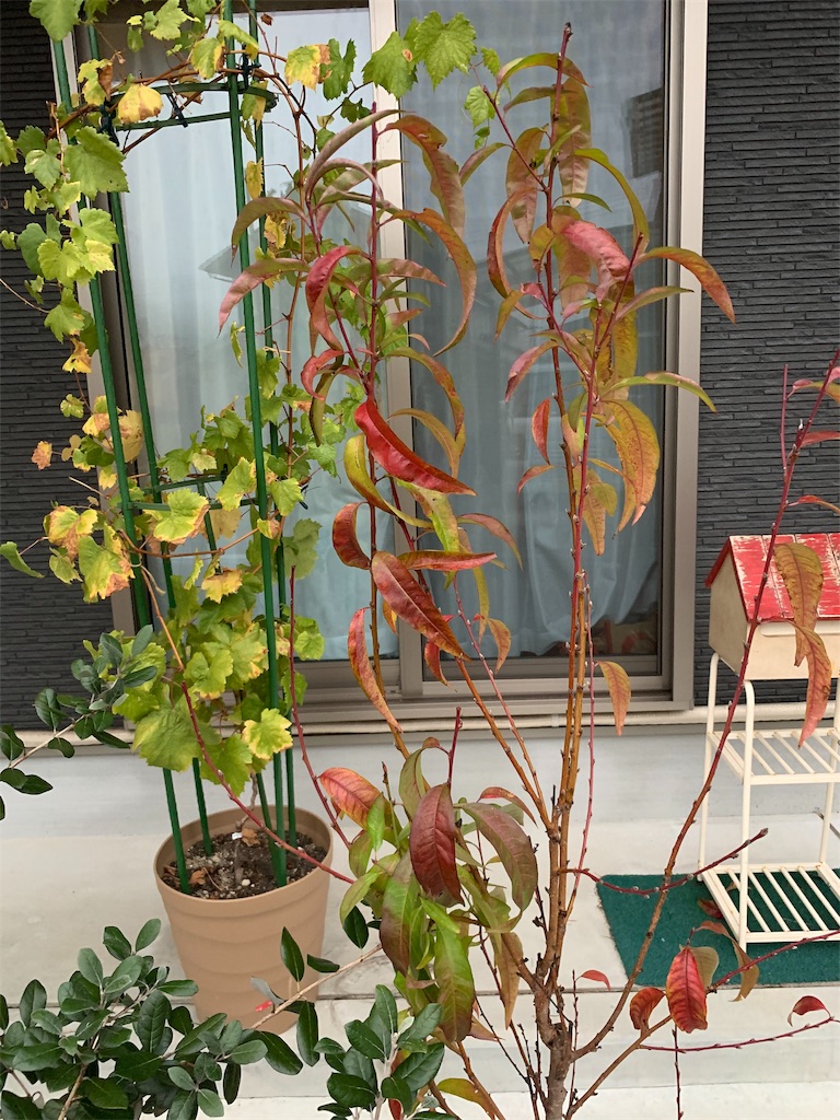 f:id:sakana78:20191115204624j:image f:id:sakana78:20191115204624j:image