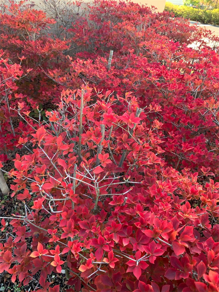 f:id:sakana78:20191115204636j:image f:id:sakana78:20191115204636j:image