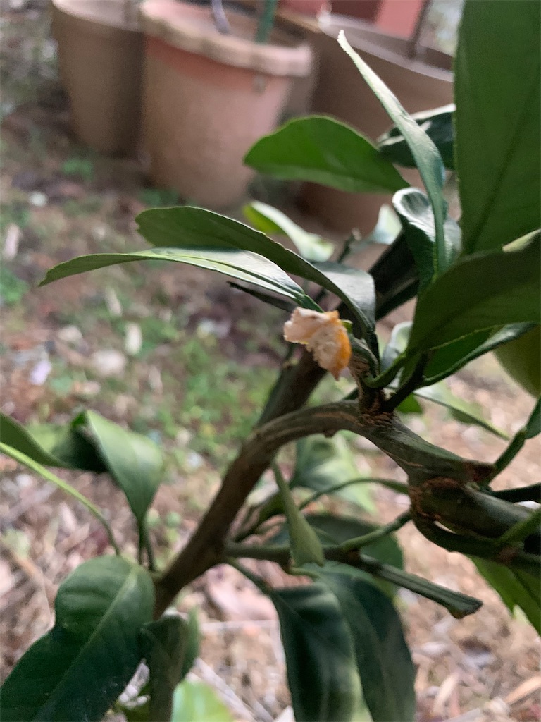 f:id:sakana78:20191116170145j:image