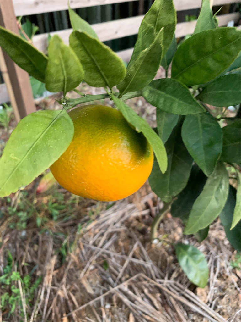 f:id:sakana78:20191116170351j:image