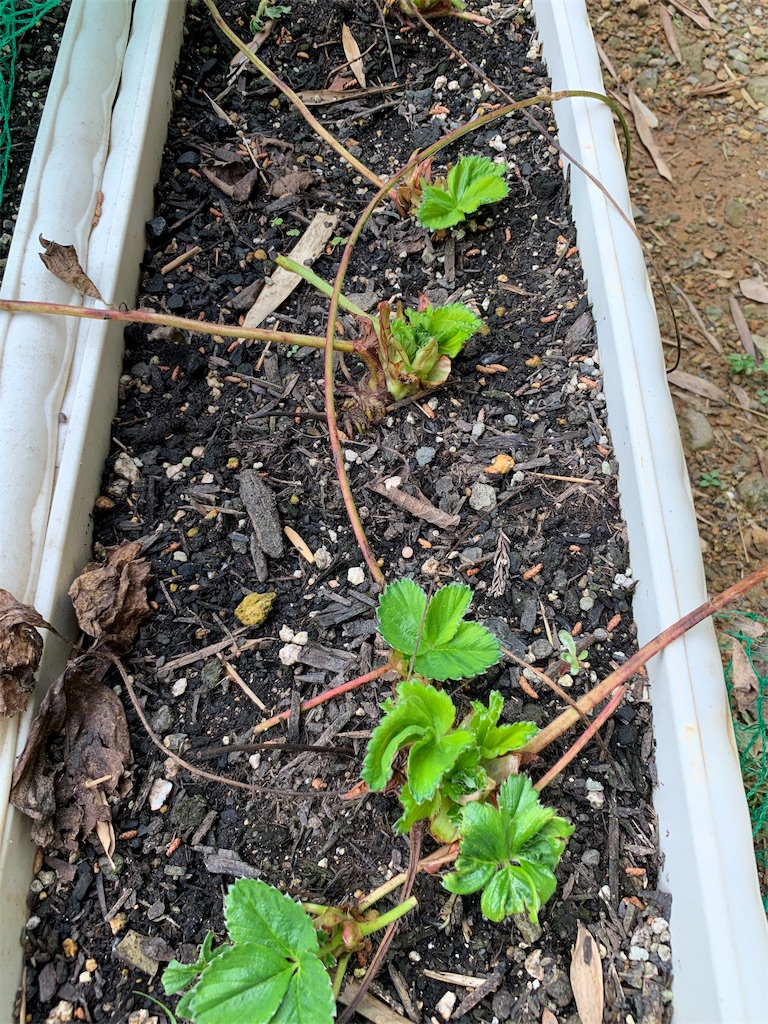 f:id:sakana78:20191118174248j:image f:id:sakana78:20191118174248j:image