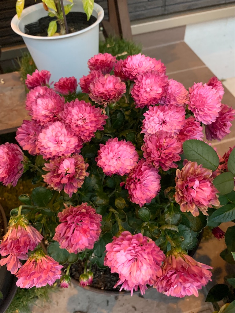 f:id:sakana78:20191122192027j:image