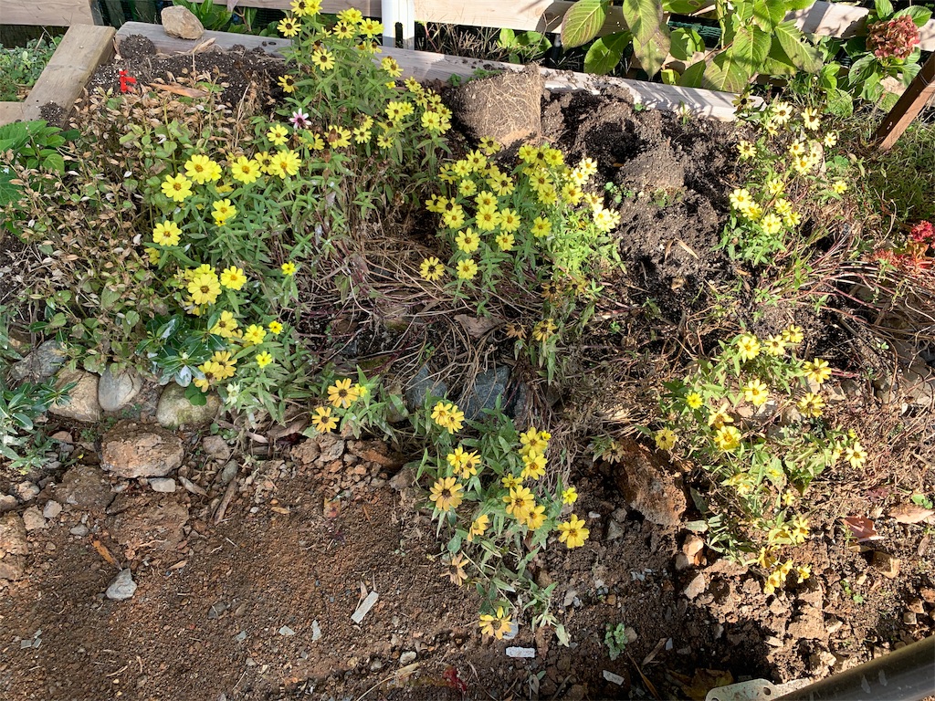 f:id:sakana78:20191202221843j:image