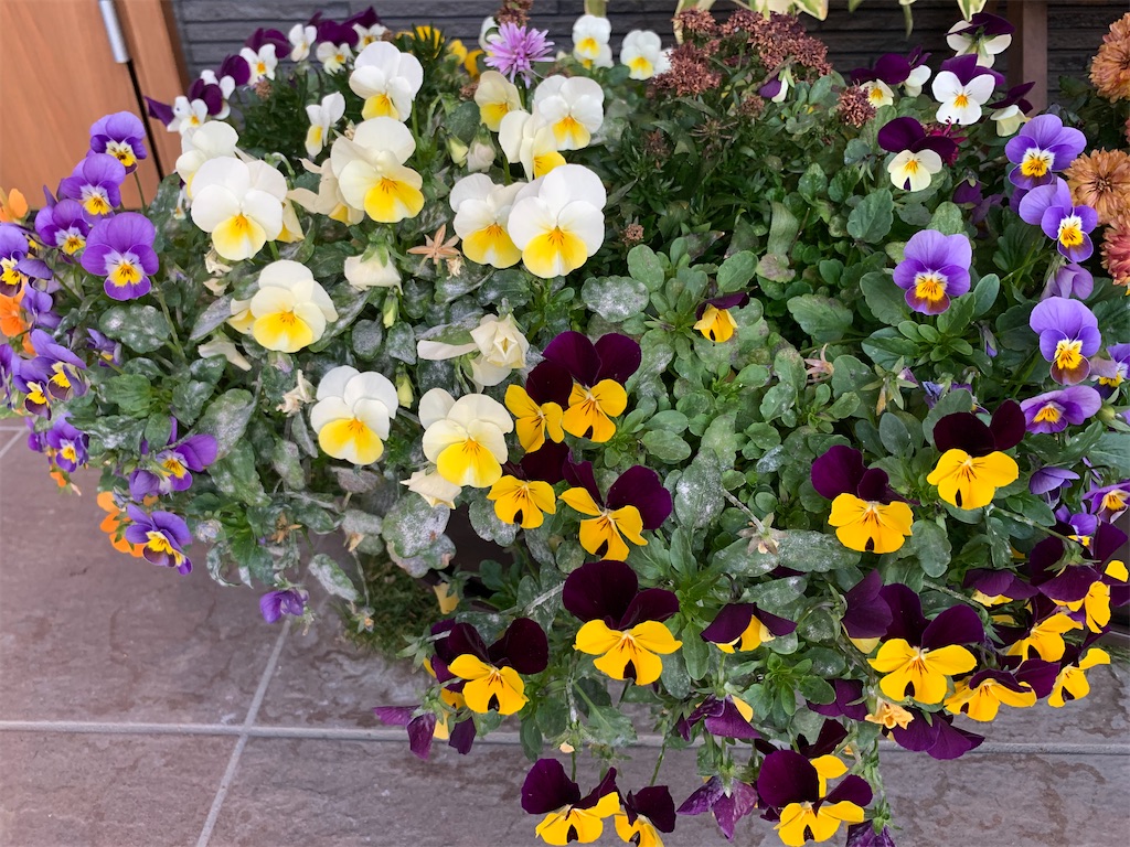 f:id:sakana78:20191203222500j:image