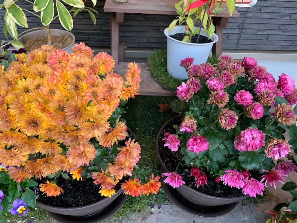 f:id:sakana78:20191203222542j:image