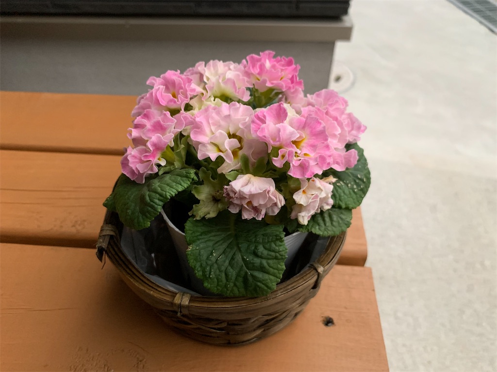f:id:sakana78:20191206213333j:image