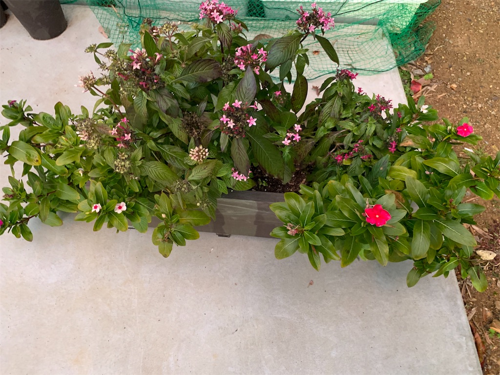f:id:sakana78:20191209154504j:image