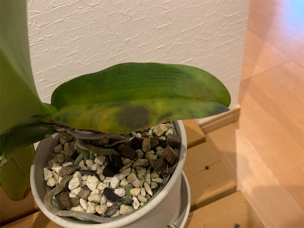 f:id:sakana78:20191210210506j:image