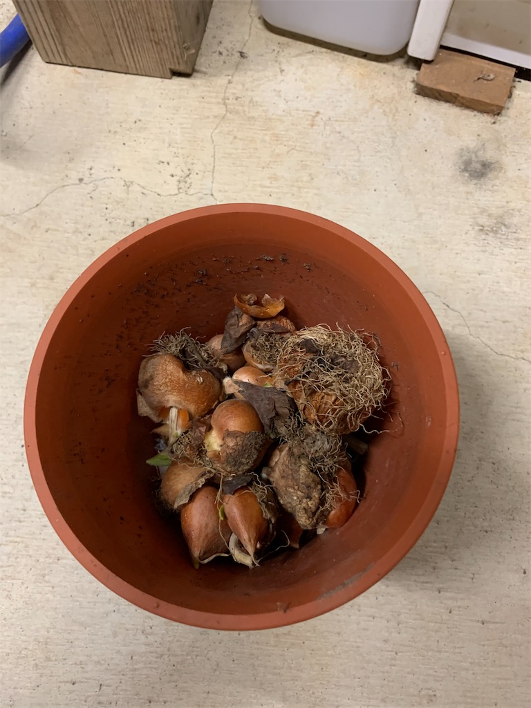 f:id:sakana78:20191216222903j:image