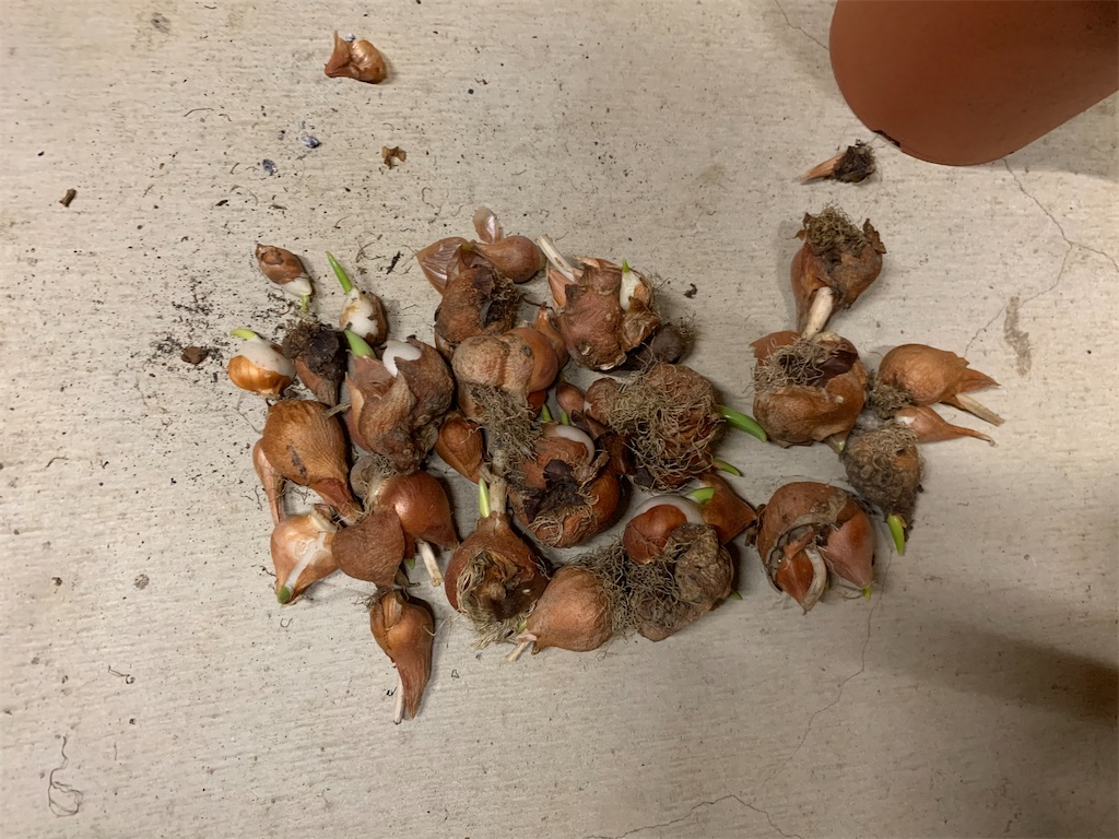 f:id:sakana78:20191216222917j:image