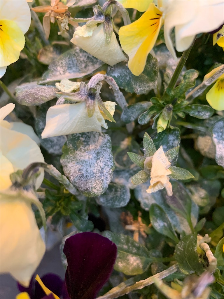 f:id:sakana78:20191217211453j:image