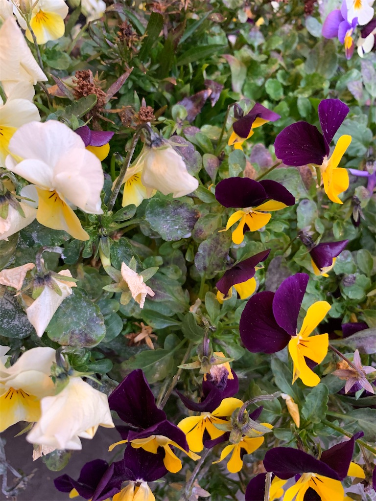 f:id:sakana78:20191219214224j:image f:id:sakana78:20191219214224j:image