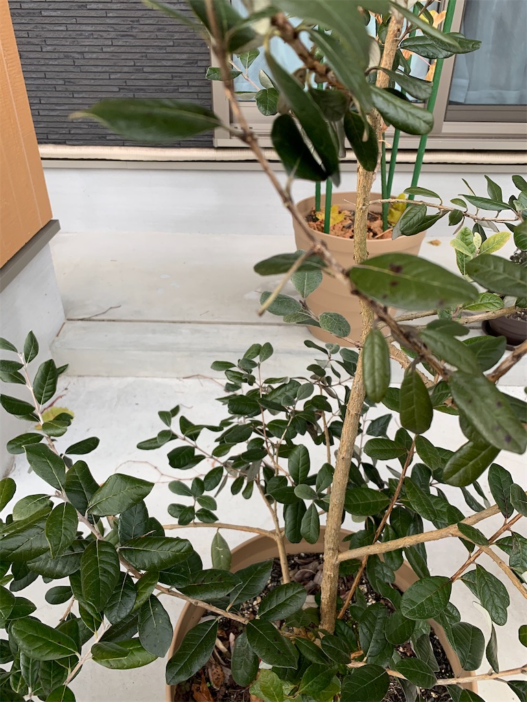 f:id:sakana78:20191222232052j:image