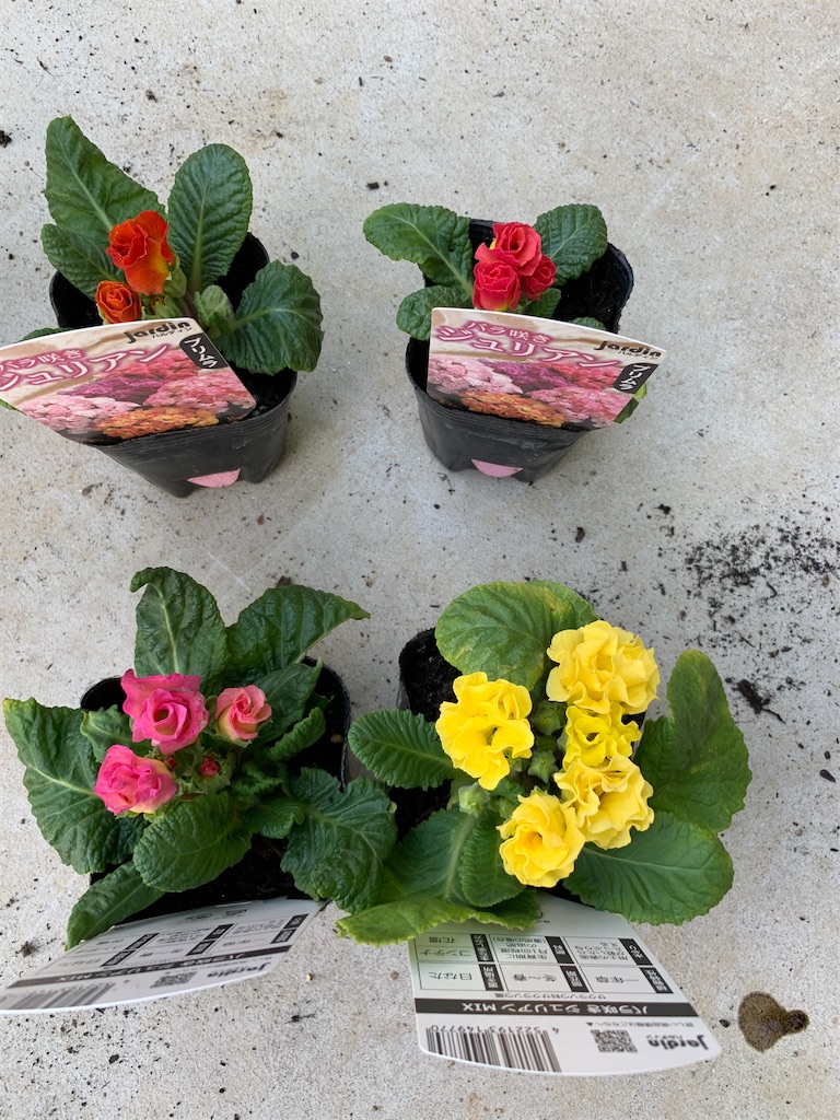 f:id:sakana78:20191223225313j:image