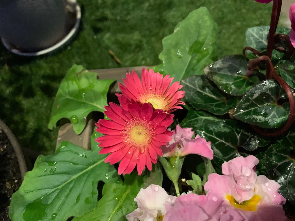 f:id:sakana78:20200131132807j:image