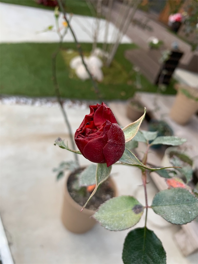 f:id:sakana78:20200201204133j:image