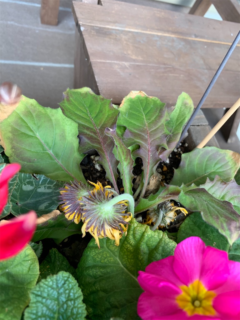 f:id:sakana78:20200212222648j:image