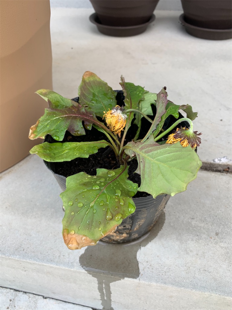 f:id:sakana78:20200212222815j:image