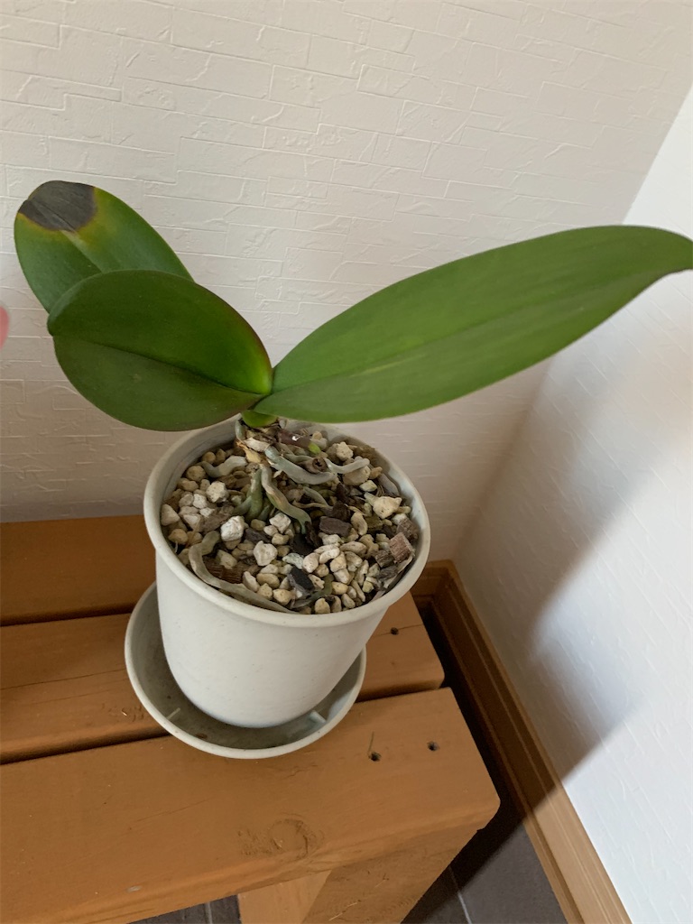 f:id:sakana78:20200213205455j:image