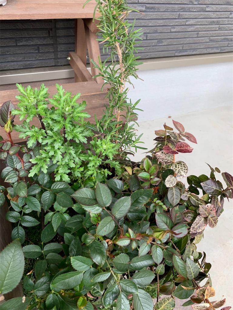 f:id:sakana78:20200214155318j:image f:id:sakana78:20200214155318j:image