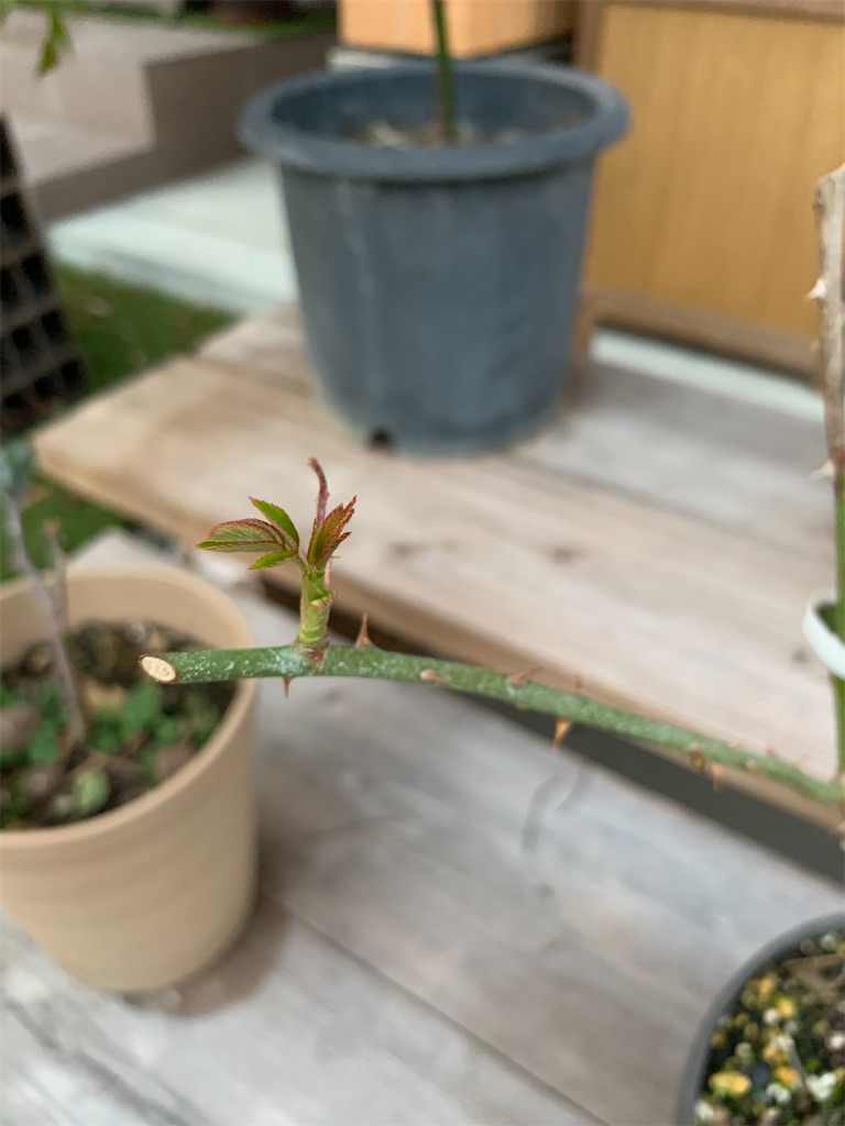 f:id:sakana78:20200216195302j:image