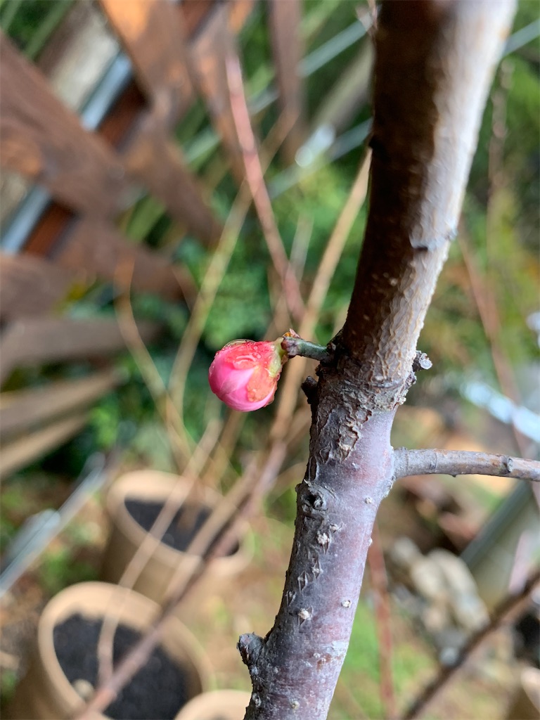 f:id:sakana78:20200311214413j:image