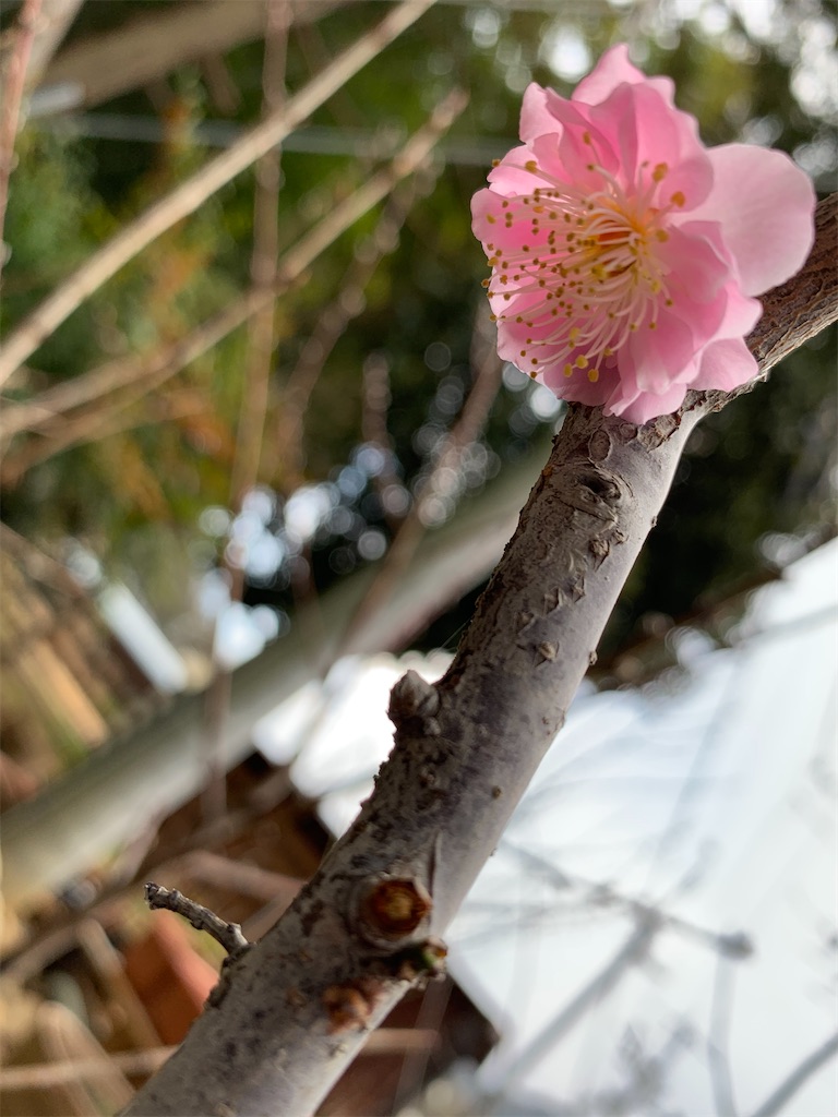f:id:sakana78:20200316215810j:image